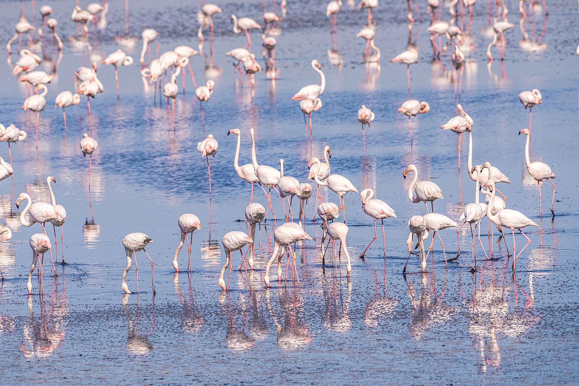 Bandada de flamencos rosados en una laguna salada del sur de Mallorca